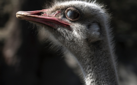 В Пензенском зоопарке страус напал на сотрудника зверинца - СМИ