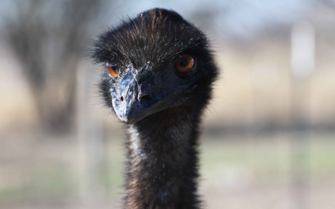 Появились подробности нападения страуса на сотрудника Пензенского зоопарка