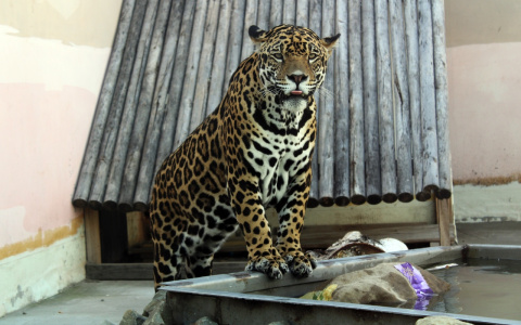 Пензенский зоопарк переходит на осенний режим работы