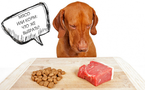 Что выбрать: "натуралку" или сухой корм?