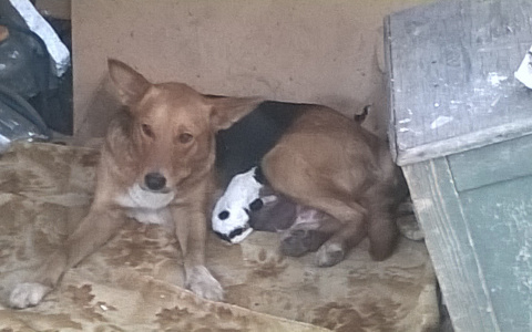 Вылеченная сбитая собака в Кузнецке сбежала от лечивших ее волонтеров