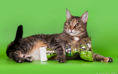 Тест: "На какого сказочного кота вы похожи?"