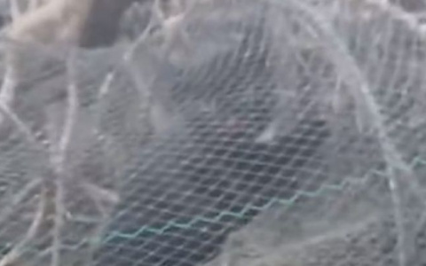 Пензенец вытащил из рыболовной сети черную кошку