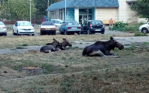 Зареченцы делали селфи с вышедшими к ним лосями