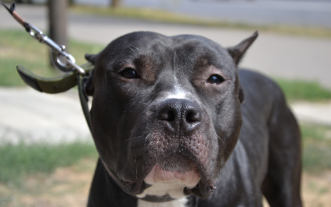 Юная пензячка натравила на подружек бойцовского амстаффа без намордника