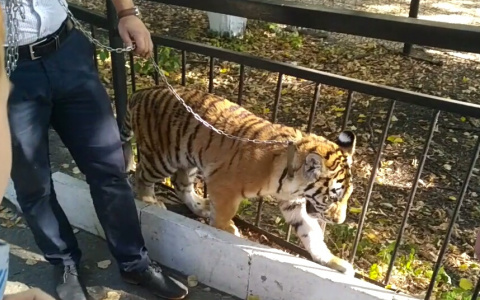 Маленький тигр напал на ребенка в пензенском зоопарке