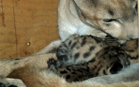 В пензенском зоопарке у пумы родилось пятеро детенышей