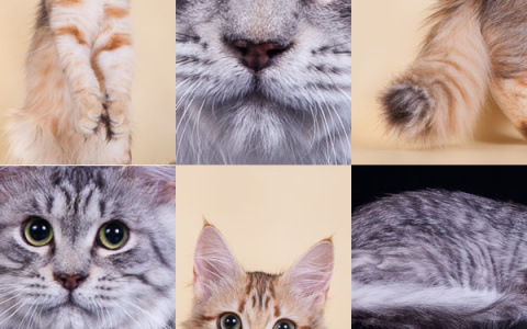 Из чего состоят Сибирские кошки?