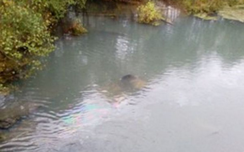 В Пензенской области из реки вытащили авто с женщиной и мужчиной