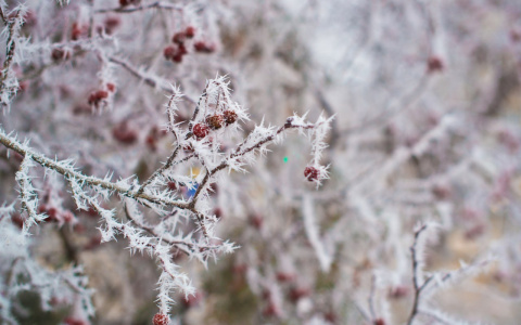В ночь на 6 октября в Пензенской области ожидаются заморозки