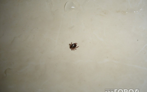 В Пензенской области у четверых детей диагностирована опасная инфекция