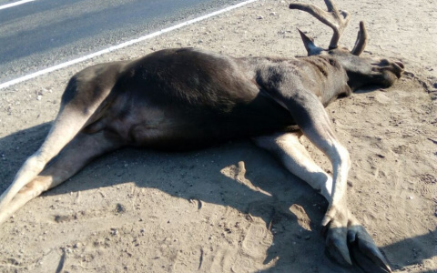 В Пензенской области задавили самца лося