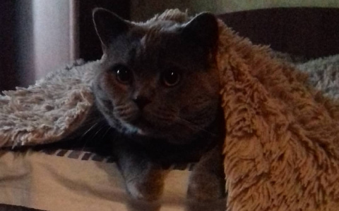 "Сами с усами": Голосование за самого лучшего питомца!