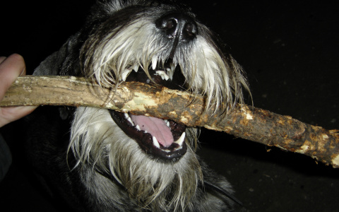 "Сами с усами": подводим итоги конкурса!