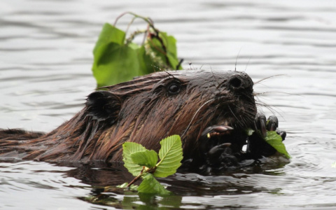 В Пензенской области убивают бобров
