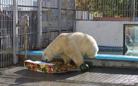 Белому медведю из пензенского зоопарка сделали осенний подарок