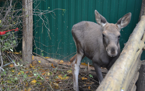Агрессивных лосей депортируют из Заречного