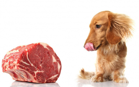 Тест: "Чем лучше кормить вашу собаку?"