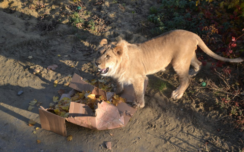 Пензенские львы Даша и Симба полакомились мясом на глазах у детей