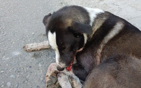 Подросток изувечил собаку в Бессоновском районе - соцсети