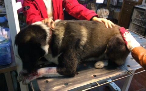 Пензенские мошенники наживаются на беде пса, пострадавшего от петарды