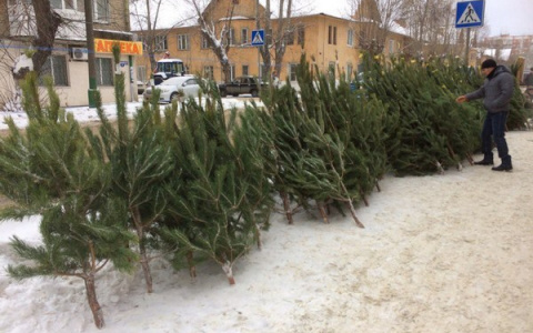 В Пензе будет 88 елочных базаров