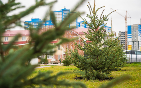 В Спутнике до конца года посадят еще сотню деревьев