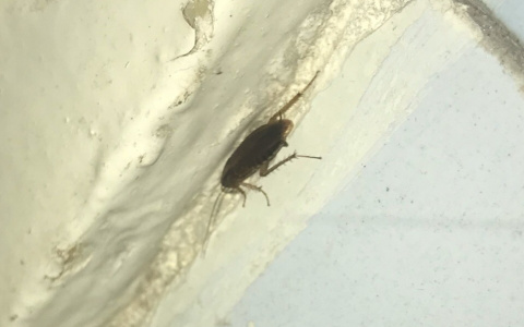 По пензенскому отделению гинекологии бегает страшный усач