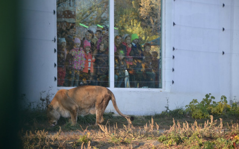 Добровольцы запасли для Пензенского зоопарка более 4 тонн еды