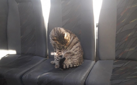 Кота-кондуктора, активно обсуждаемого в соцсетях, ищет хозяйка