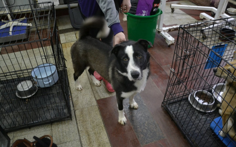 "Pro Город" навестил в центре помощи собаку, пострадавшую от петарды