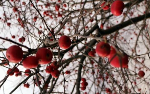 В ночь на 12 ноября температура в Пензенской области упадет до -16