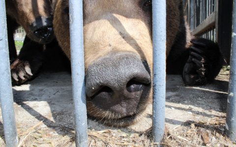 Медведицу Нюру не пристрелят. Она уедет к жениху в Минский зоопарк