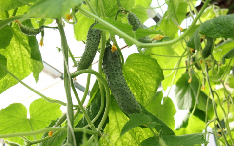 Пензенские заключенные вырастили почти полтонны огурцов