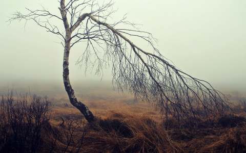 Какую погоду обещают синоптики в воскресенье, 18 ноября?