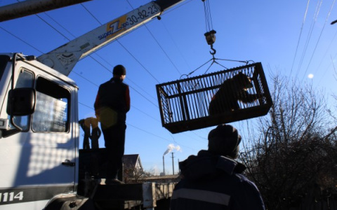 Медведицу Нюрю перевезли в пензенский зоопарк