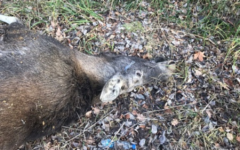 За два дня в Пензенской области поезд и автомобиль задавили двух лосей