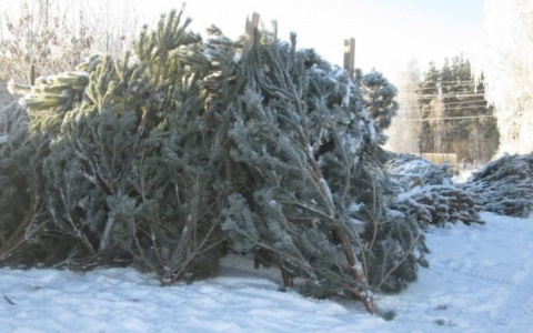 Стало известно, когда откроются елочные базары в Пензе