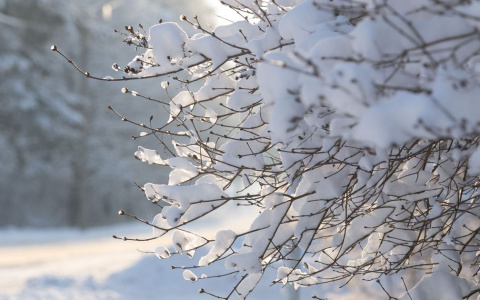 Снег или дождь? Погода в Пензе 9 декабря
