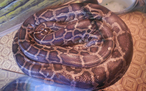 24-летняя пензячка купила питона по звонку: живую змею так и не привезли