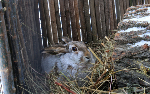 Заяц-русак в нашем зоопарке зимой попробовал стать белоснежным