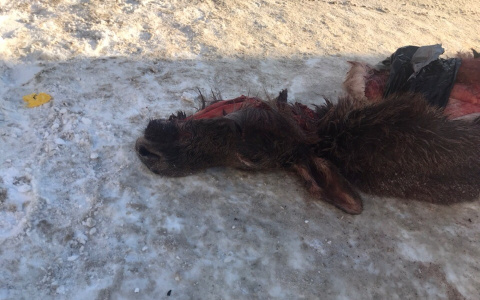 Жителей Кузнецка шокировала выброшенная на улицу шкура убитого лося