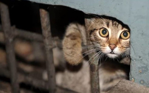 Котенка спасли из вентиляционной шахты пензенской многоэтажки