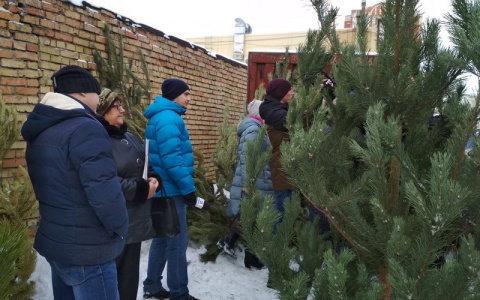 В Пензе выявили незаконных торговцев елками