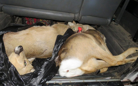 Незаконные охотники в пензенском лесу расстреляли самцов косули
