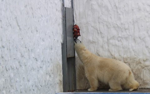 Белый медведь из Пензенского зоопарка измучился, пока доставал еду