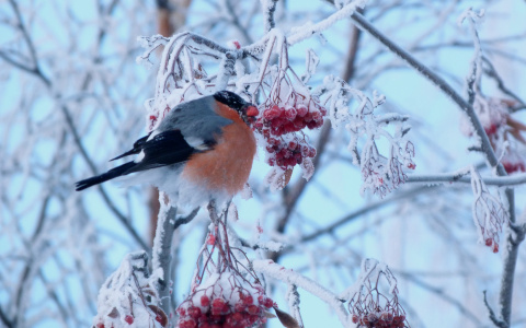 В Пензенской области 25 декабря снова снег и сильный ветер