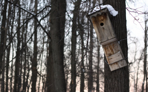 Чего ждать от погоды пензенцам 26 декабря?