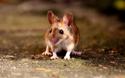 Опасная болезнь, похожая на грипп, обнаружена в Пензенской области