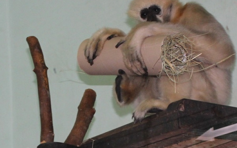 Обезьяны в пензенском зоопарке проявили смекалку